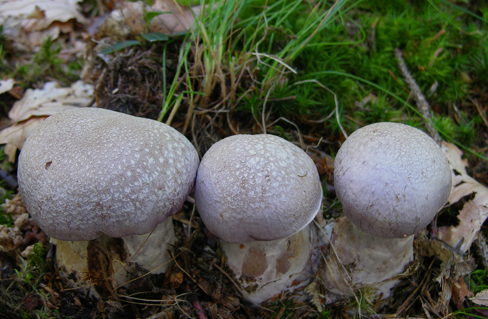 Se vi piacciono i funghi....